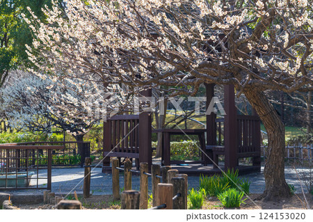 大公園梅見之丘盛開的垂枝梅(愛知縣知多郡) 大公園梅見之丘盛開的垂枝梅(愛知縣知多郡) 124153020
