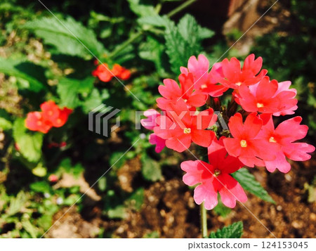 花壇裡盛開的紅花 124153045