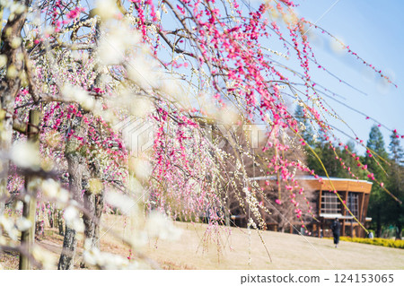 Weeping plum trees in full bloom at Ume-mi-no-oka Hill in Dai Park (Chita District, Aichi Prefecture) Weeping plum trees in full bloom at Ume-mi-no-oka Hill in Dai Park (Chita District, Aichi Prefecture) 124153065