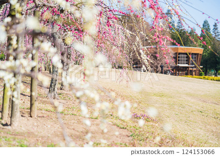 Weeping plum trees in full bloom at Ume-mi-no-oka Hill in Dai Park (Chita District, Aichi Prefecture) 124153066