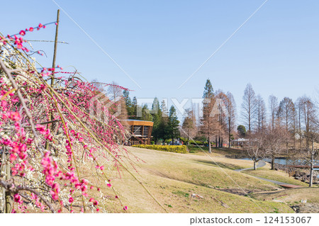Weeping plum trees in full bloom at Ume-mi-no-oka Hill in Dai Park (Chita District, Aichi Prefecture) 124153067