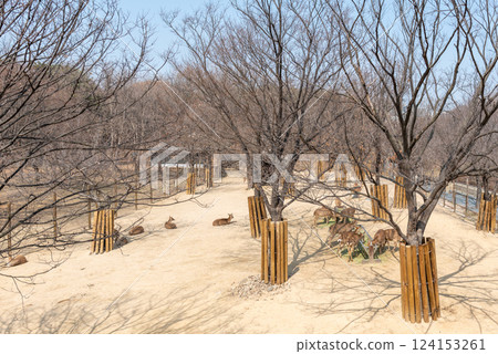 Deer corral enclosure in Seoul Forest park in Seongdong District in Seoul, South Korea 124153261