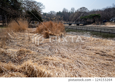 Seoul Forest large public park in Seongdong District in Seoul, capital of South Korea 124153264
