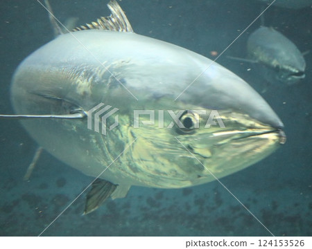 鮪魚的右前方照片 鮪魚的右前方照片 124153526