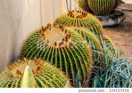 Cactus garden greenhouse Cactus garden greenhouse 124153558