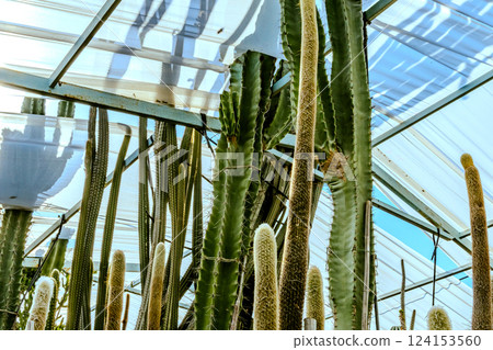 Image of Echinocactus and Sedum in the botanical garden 124153560