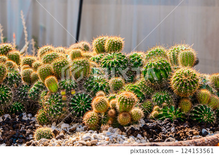 Cactus garden greenhouse 124153561