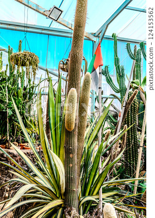 Cactus garden greenhouse 124153562
