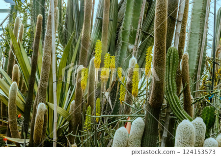 Image of Echinocactus and Sedum in the botanical garden Image of Echinocactus and Sedum in the botanical garden 124153573