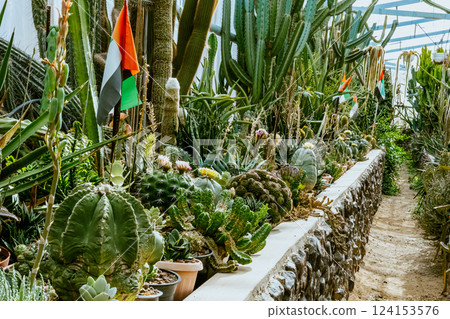 greenhouse with plants (wicked plants: succulents, cacti) greenhouse with plants (wicked plants: succulents, cacti) 124153576