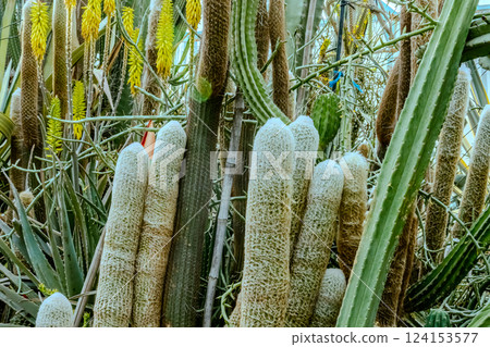Image of Echinocactus and Sedum in the botanical garden 124153577