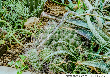 Image of Echinocactus and Sedum in the botanical garden Image of Echinocactus and Sedum in the botanical garden 124153578