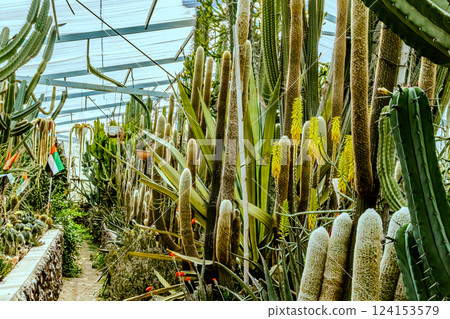 Image of Echinocactus and Sedum in the botanical garden Image of Echinocactus and Sedum in the botanical garden 124153579