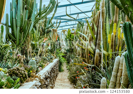 Image of Echinocactus and Sedum in the botanical garden Image of Echinocactus and Sedum in the botanical garden 124153580