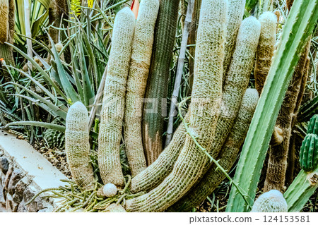 Image of Echinocactus and Sedum in the botanical garden Image of Echinocactus and Sedum in the botanical garden 124153581