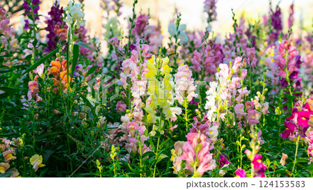 Beautiful spring garden. The green lawn emphasizes the blooming flowers in the garden. A diverse spectrum of colorful flowers, panoramic views of natural beauty Beautiful spring garden. The green lawn emphasizes the blooming flowers in the garden. A diverse spectrum of colorful flowers, panoramic views of natural beauty 124153583
