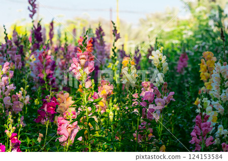 Beautiful spring garden. The green lawn emphasizes the blooming flowers in the garden. A diverse spectrum of colorful flowers, panoramic views of natural beauty Beautiful spring garden. The green lawn emphasizes the blooming flowers in the garden. A diverse spectrum of colorful flowers, panoramic views of natural beauty 124153584