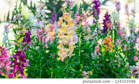 Beautiful spring garden. The green lawn emphasizes the blooming flowers in the garden. A diverse spectrum of colorful flowers, panoramic views of natural beauty Beautiful spring garden. The green lawn emphasizes the blooming flowers in the garden. A diverse spectrum of colorful flowers, panoramic views of natural beauty 124153586