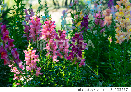 Beautiful spring garden. The green lawn emphasizes the blooming flowers in the garden. A diverse spectrum of colorful flowers, panoramic views of natural beauty Beautiful spring garden. The green lawn emphasizes the blooming flowers in the garden. A diverse spectrum of colorful flowers, panoramic views of natural beauty 124153587