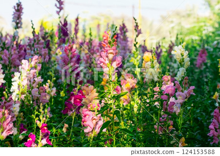 Beautiful spring garden. The green lawn emphasizes the blooming flowers in the garden. A diverse spectrum of colorful flowers, panoramic views of natural beauty Beautiful spring garden. The green lawn emphasizes the blooming flowers in the garden. A diverse spectrum of colorful flowers, panoramic views of natural beauty 124153588