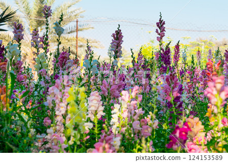 Beautiful spring garden. The green lawn emphasizes the blooming flowers in the garden. A diverse spectrum of colorful flowers, panoramic views of natural beauty 124153589