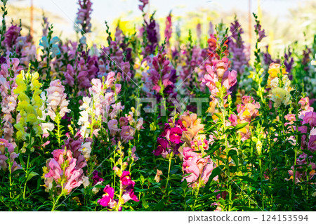 Beautiful spring garden. The green lawn emphasizes the blooming flowers in the garden. A diverse spectrum of colorful flowers, panoramic views of natural beauty Beautiful spring garden. The green lawn emphasizes the blooming flowers in the garden. A diverse spectrum of colorful flowers, panoramic views of natural beauty 124153594