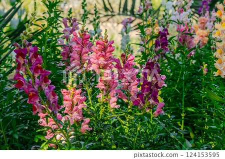 Beautiful spring garden. The green lawn emphasizes the blooming flowers in the garden. A diverse spectrum of colorful flowers, panoramic views of natural beauty Beautiful spring garden. The green lawn emphasizes the blooming flowers in the garden. A diverse spectrum of colorful flowers, panoramic views of natural beauty 124153595