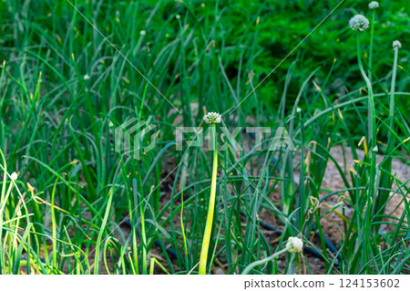 Agricultural sprinklers watering spring onion or leek plantation in spring, selective focus Agricultural sprinklers watering spring onion or leek plantation in spring, selective focus 124153602