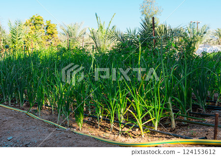 Agricultural sprinklers watering spring onion or leek plantation in spring, selective focus Agricultural sprinklers watering spring onion or leek plantation in spring, selective focus 124153612