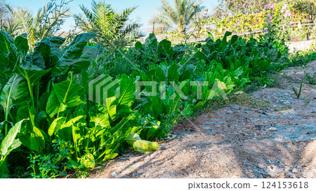 Green corn field under a blue sky Green corn field under a blue sky 124153618