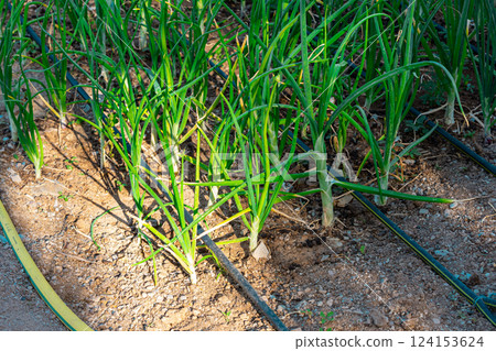 Agricultural sprinklers watering spring onion or leek plantation in spring, selective focus 124153624