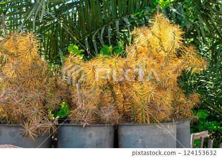 Tall cacti and palm trees grow against a volcanic stone wall in Tenerife, showcasing lush green vegetation typical of the Canary Islands' subtropical climate 124153632