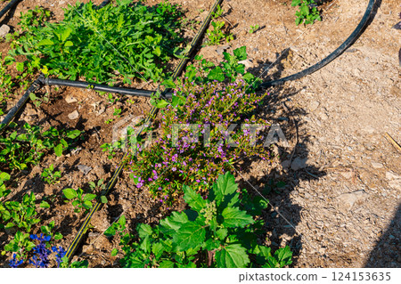 A raised garden bed in the Springtime gets planted out and set up with irrigation. Putting in irrigation in raised beds reduces water consumption compared to traditional overhead watering with a hose 124153635
