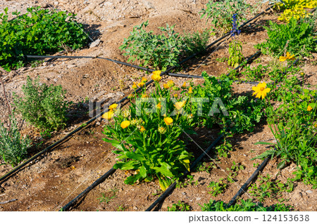 A raised garden bed in the Springtime gets planted out and set up with irrigation. Putting in irrigation in raised beds reduces water consumption compared to traditional overhead watering with a hose 124153638