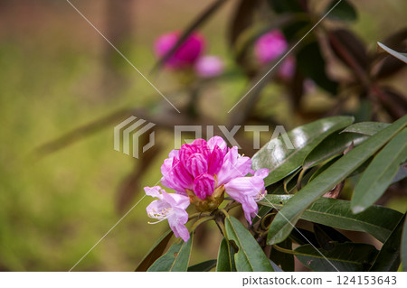 Spring flowers: rhododendron 124153643