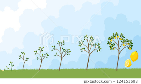 Life cycle of lemon tree. Stages of growth from seed and sprout to adult plant with fruits 124153698