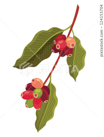 Branch of Coffee Plant with Ripe Edible Fruits Vector illustration Branch of Coffee Plant with Ripe Edible Fruits Vector illustration 124153704