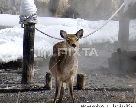 Deer standing in front of a hot spring_Oku-Nikko_Yunoko Lake Deer standing in front of a hot spring_Oku-Nikko_Yunoko Lake 124153843