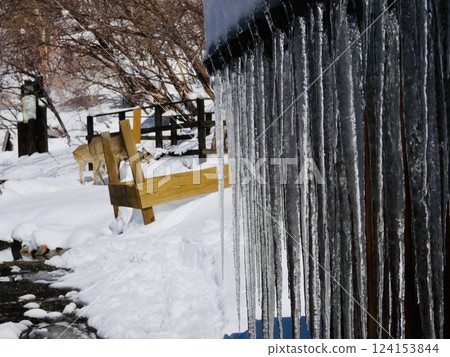 A deer standing behind icicles_Oku-Nikko_Lake Yunoko A deer standing behind icicles_Oku-Nikko_Lake Yunoko 124153844