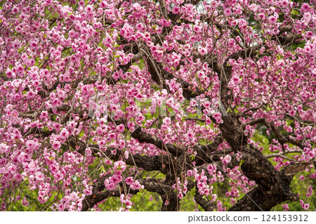 Spring flowers: Cherry blossoms Spring flowers: Cherry blossoms 124153912