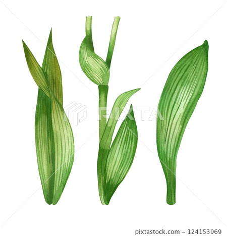 Stems and leaves of green color with dark veins, leaves of flowers, hand-drawn with watercolor. Set of watercolor illustrations. For printing on paper and fabric, for designing postcards, invitations. 124153969