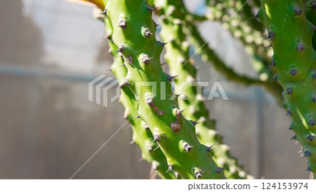 Collection of various cactus and succulent plants in different pots, potted house plants, cactus. Background concept. Collection of various cactus and succulent plants in different pots, potted house plants, cactus. Background concept. 124153974