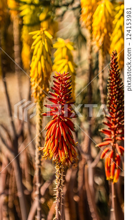 Aloe plants in bloom. Different spices of Aloe plant. Aloe plants in bloom. Different spices of Aloe plant. 124153981