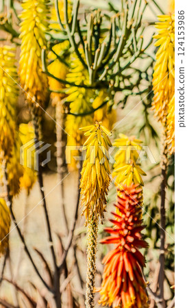 Aloe plants in bloom. Different spices of Aloe plant. Aloe plants in bloom. Different spices of Aloe plant. 124153986