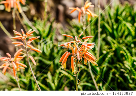 Cactus garden greenhouse 124153987
