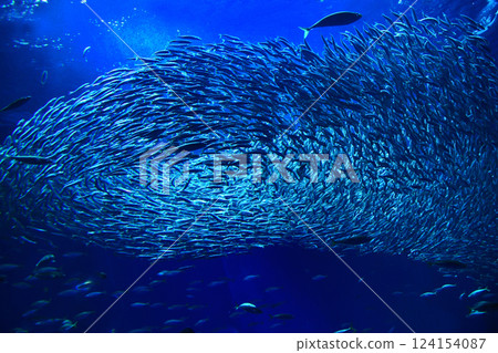 Horde of sardines Horde of sardines 124154087