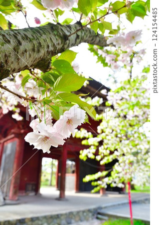 Cherry blossoms at Otohoji Temple (Niigata Prefecture) 124154485