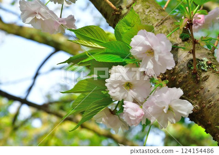 Cherry blossoms at Otohoji Temple (Niigata Prefecture) 124154486