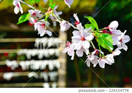 Cherry blossoms and fortune-telling slips at Otohoji Temple (Niigata Prefecture) 124154776
