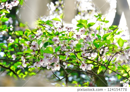 Cherry blossoms and fortune-telling slips at Otohoji Temple (Niigata Prefecture) 124154778